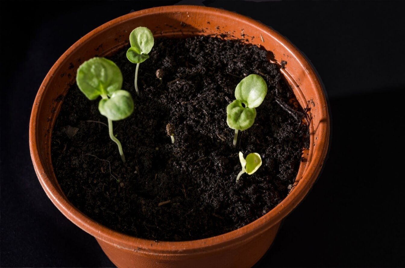 Can vegetable seeds grow through mulch