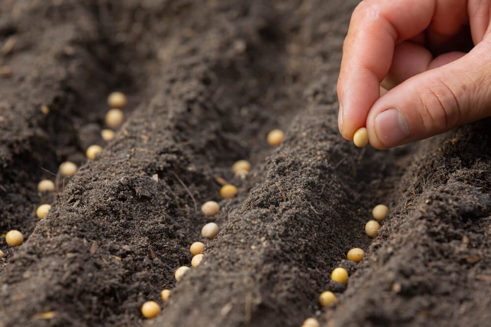 Challenges in Cultivating Heirloom Seeds