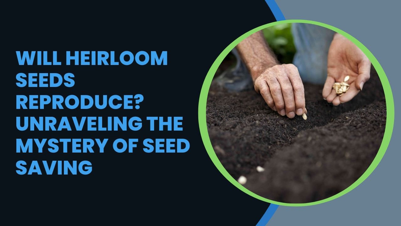 Will Heirloom Seeds Reproduce? Unraveling the Mystery of Seed Saving