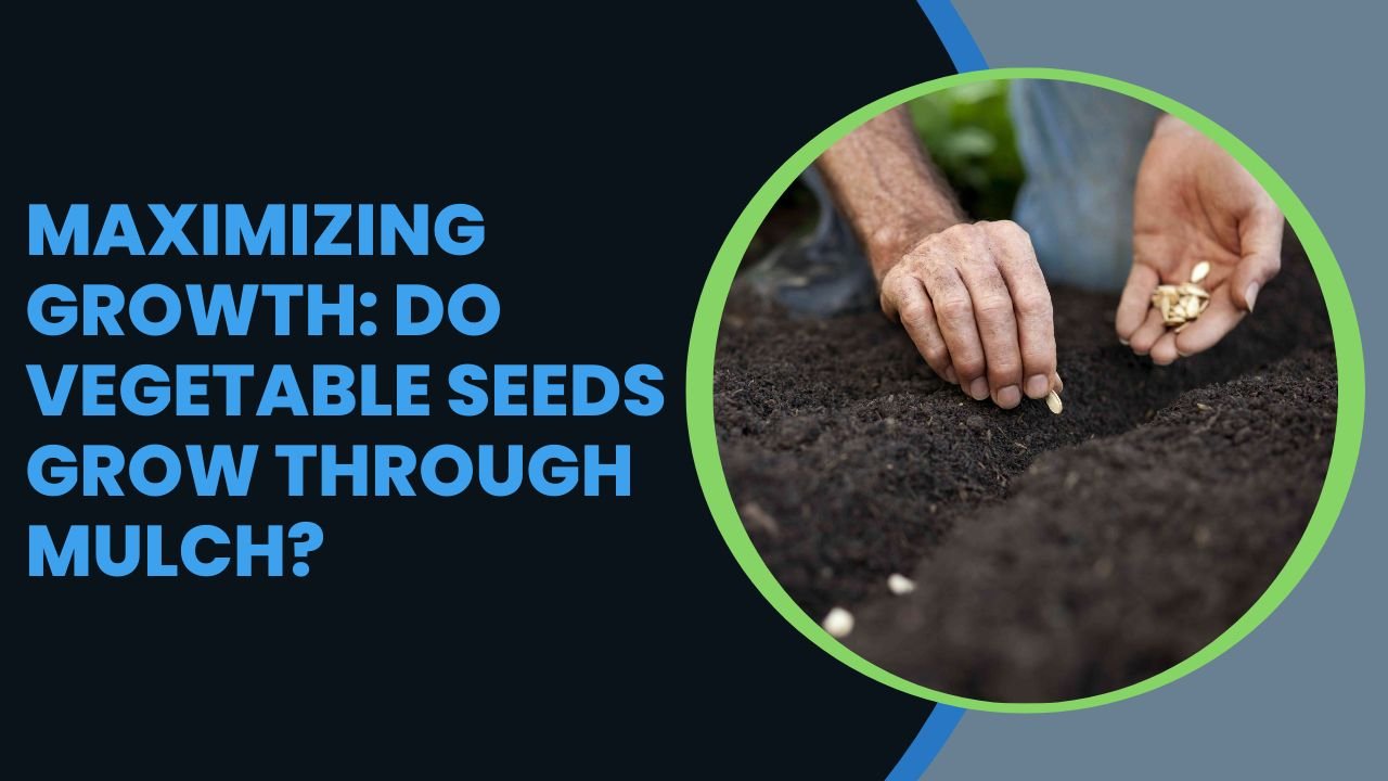 Maximizing Growth: Do Vegetable Seeds Grow Through Mulch?