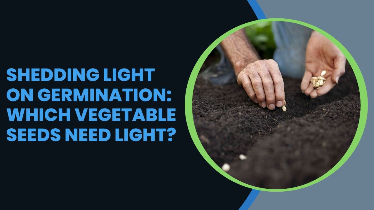 Shedding Light on Germination: Which Vegetable Seeds Need Light?