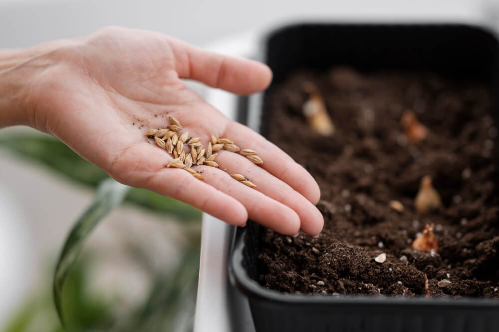 Reasons Behind Seed Soaking