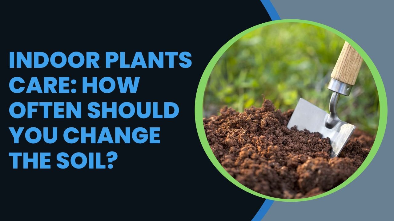 Indoor Plants Care: How Often Should You Change the Soil?