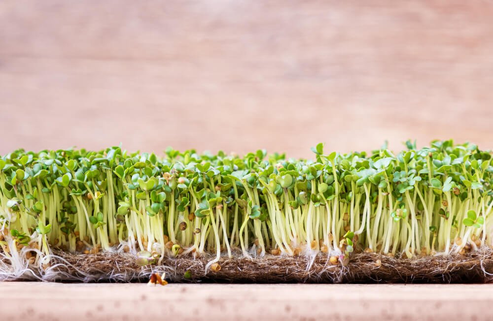 Tips for Growing Quick-Growing Vegetable Seeds