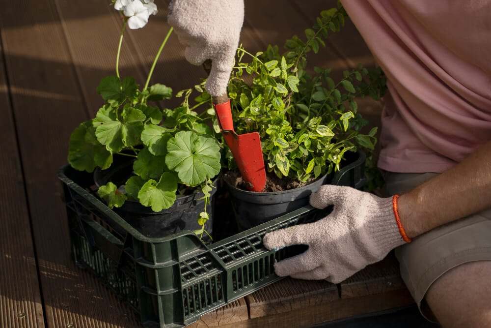 Common Challenges in Container Gardening