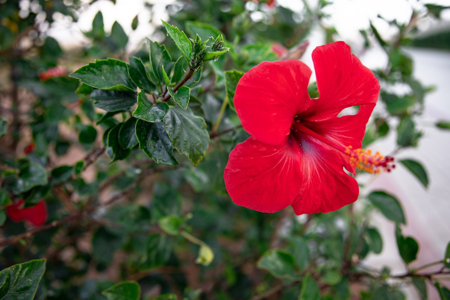 Hibiscus Plants Elevate Your Space with Effortless Elegance