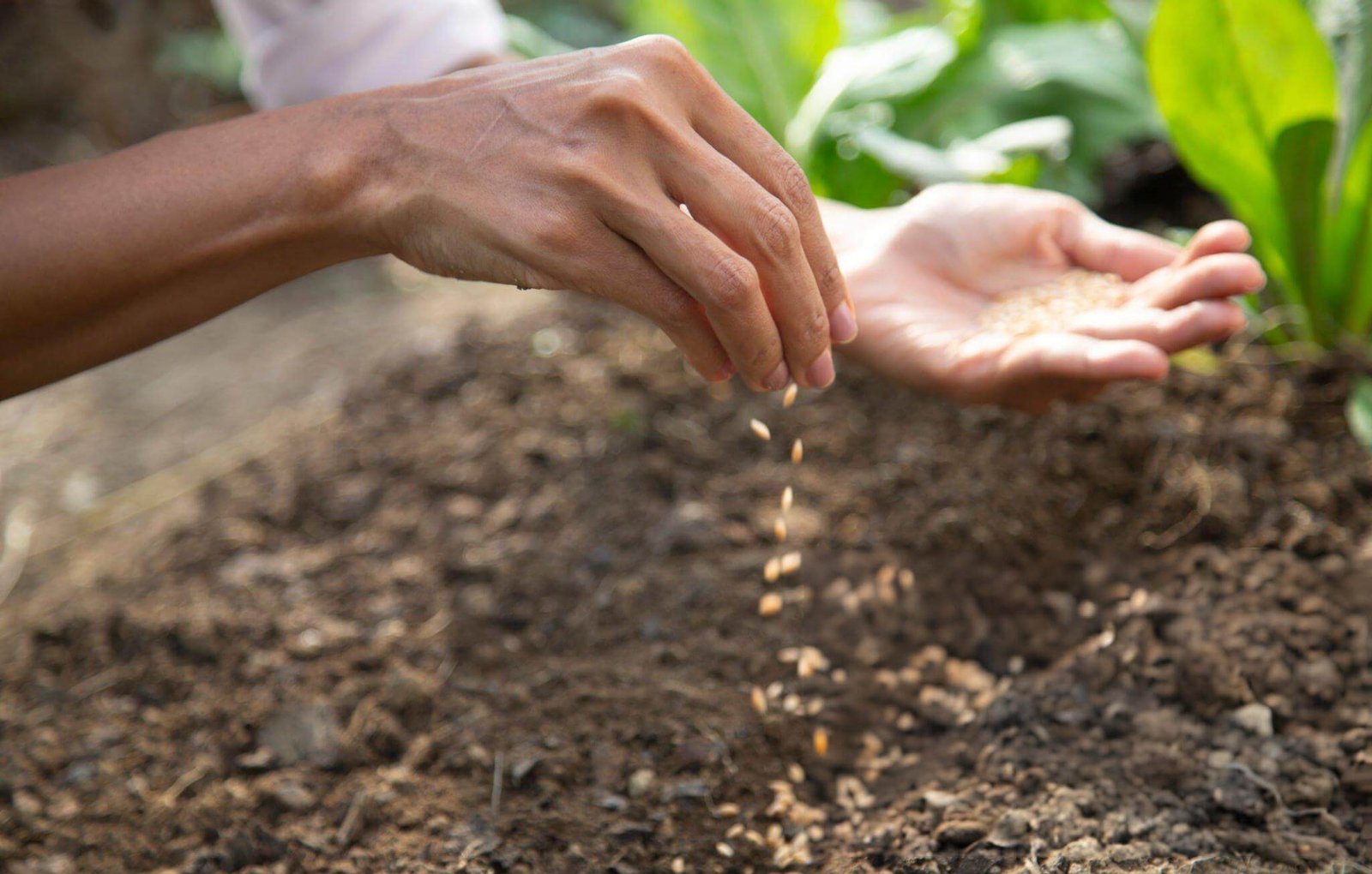 The Benefits of Heirloom Organic Seeds